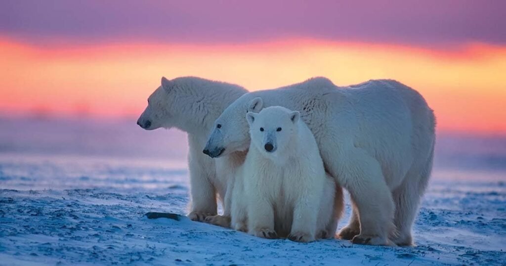 Funny Polar Bear Names