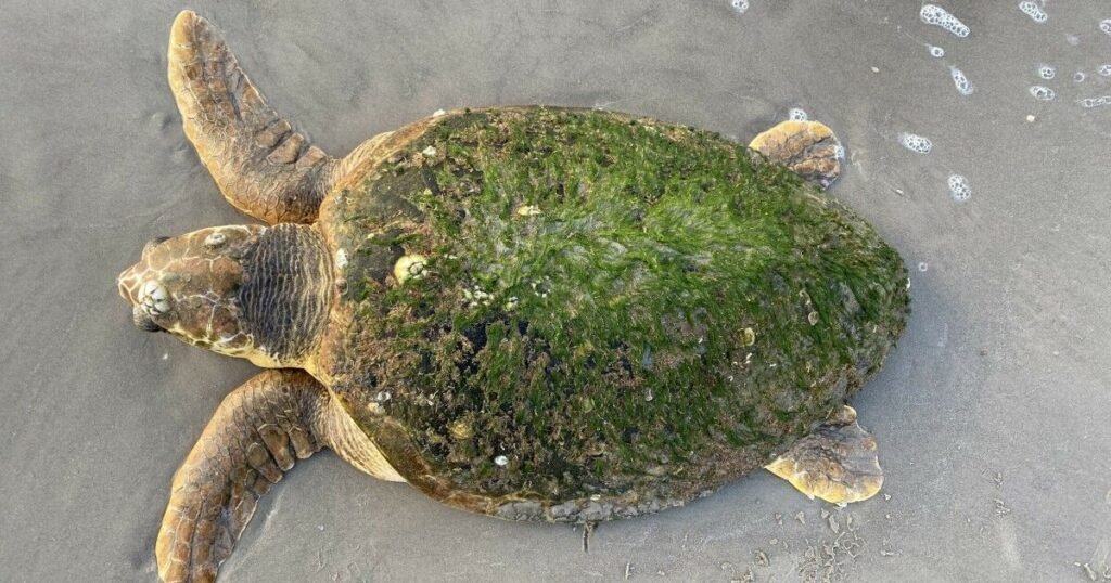 Funny Tortoise Names