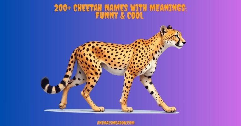 Cheetah Names