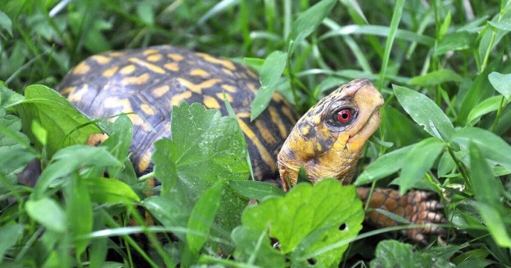 Girl Turtle or Tortoise Names