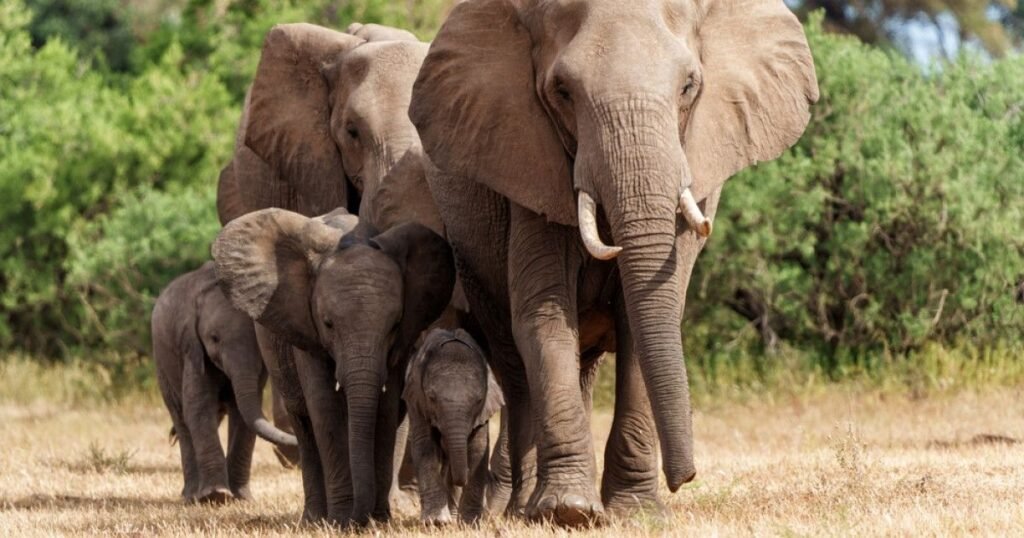 Great Elephant Names