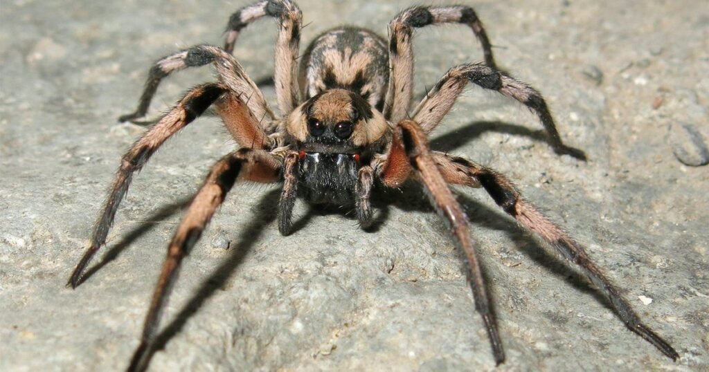 Halloween-Inspired Spider Names