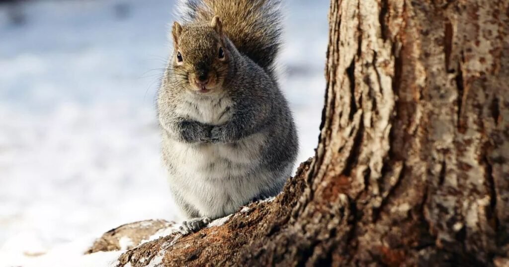 Macho Squirrel Names