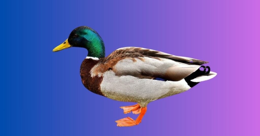 Male Duck Names