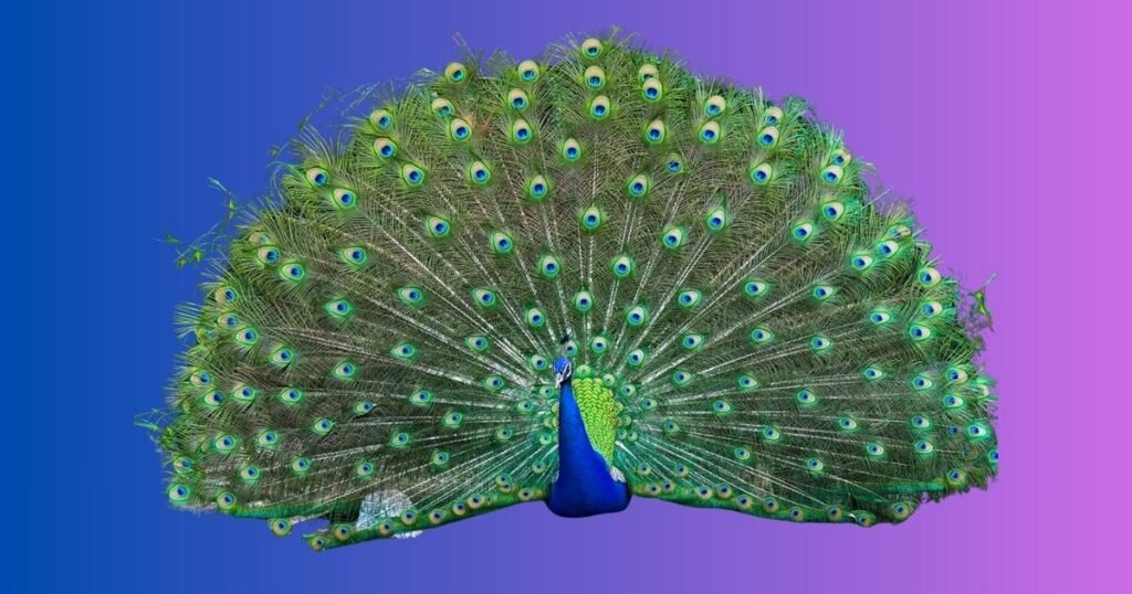 Male Peacock Names