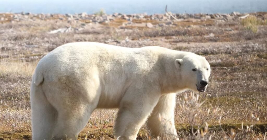 Male Polar Bear Names