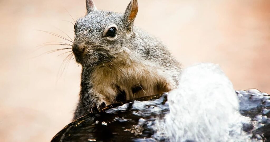 More Names Inspired By Squirrelly Behaviors