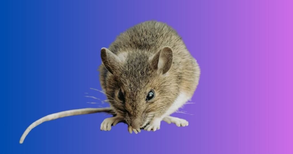 Mouse Names From Other Fiction