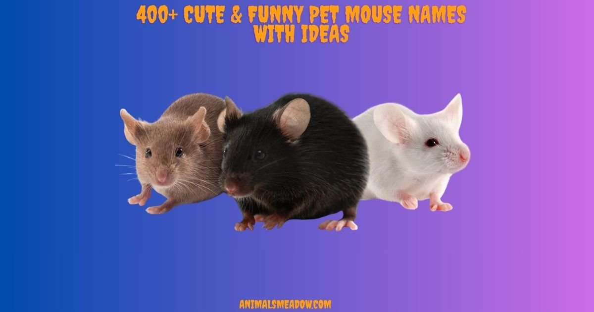 Mouse Names