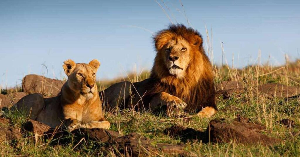 Names Inspired by Hunting and Bravery