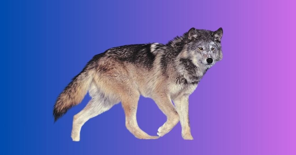 Names Meaning Wolf in Different Cultures