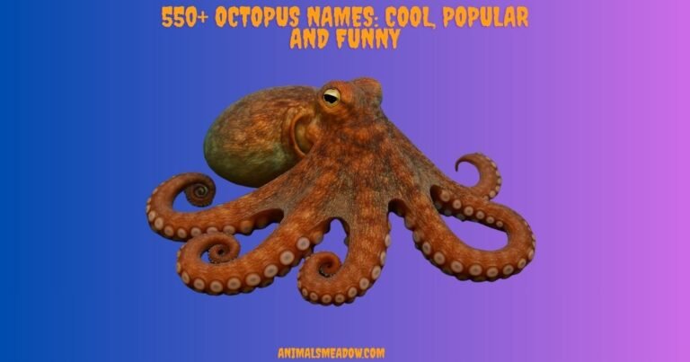 Octopus Names
