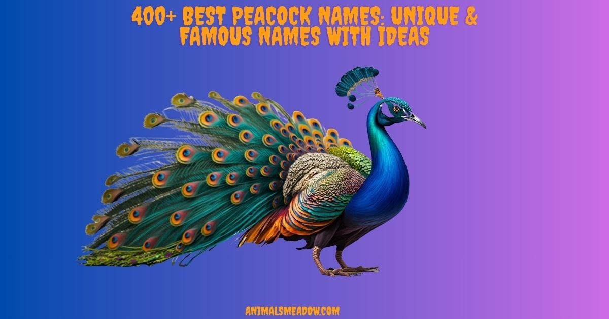 Peacock Names
