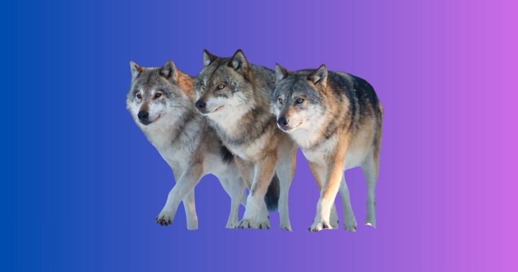 Personality-Based Wolf Names