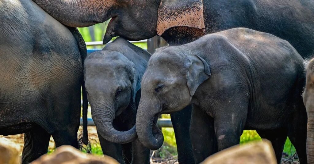 Plain List of Unique Elephant Names