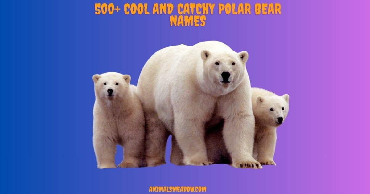 Polar Bears Names