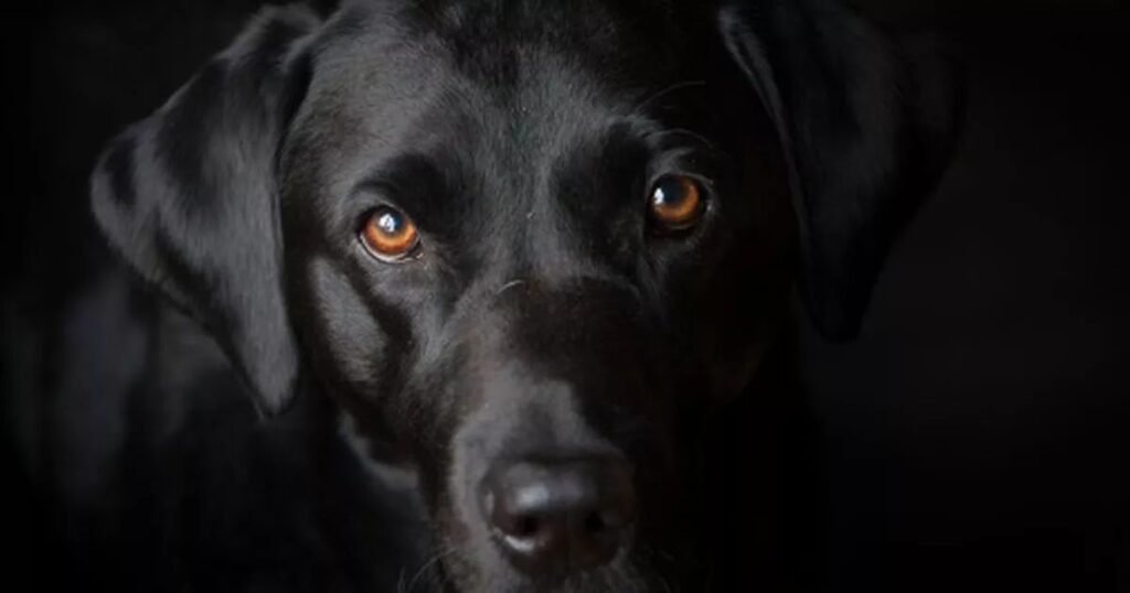 Popular Names for Girl Black Dogs