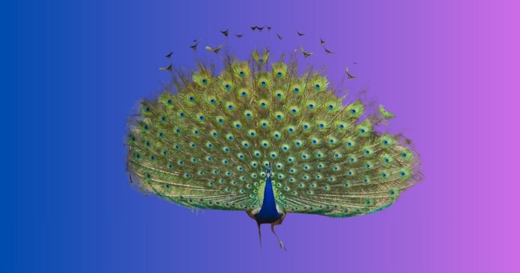 Popular Peacock Names