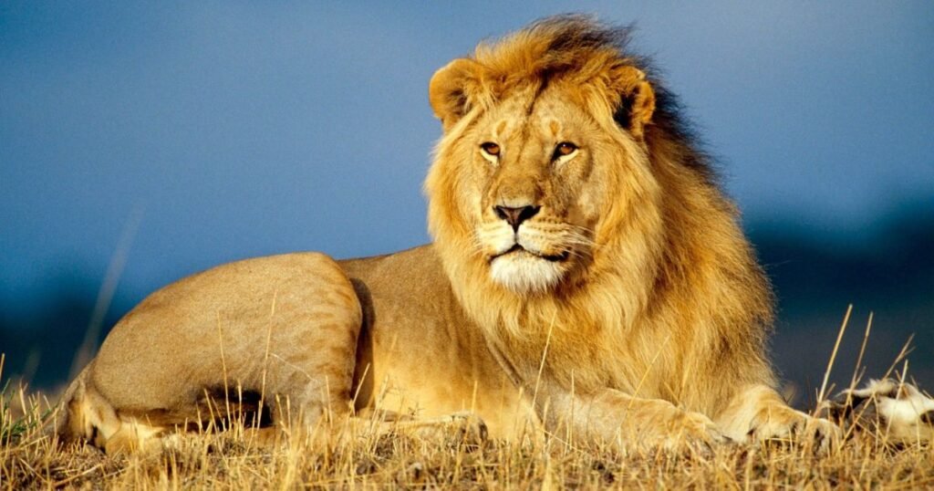 Powerful Lion Names
