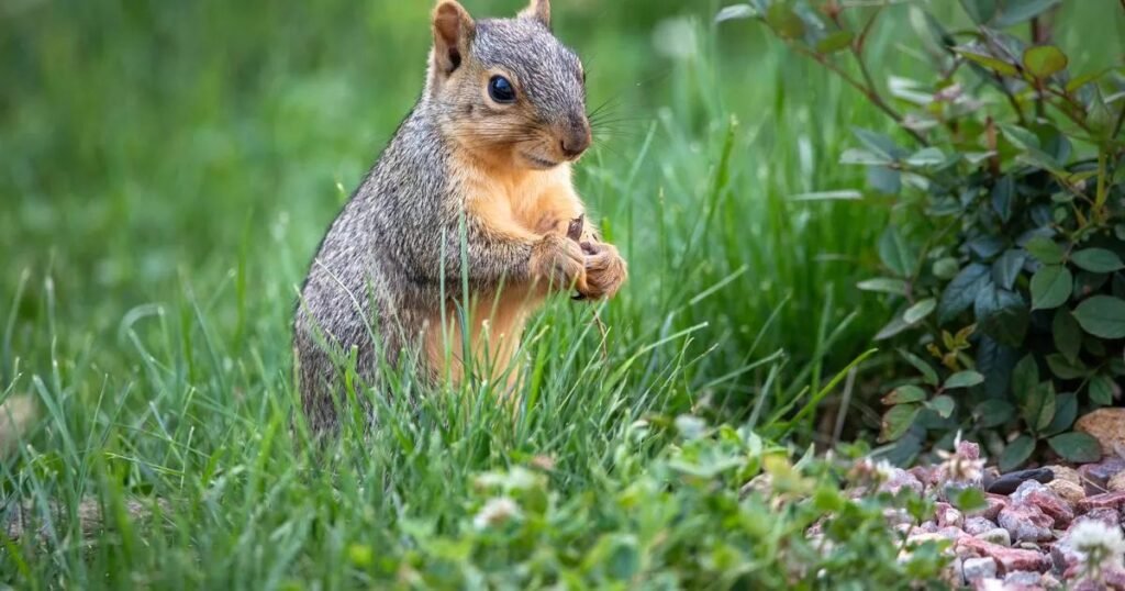 Silly Nut-Inspired Squirrel Names