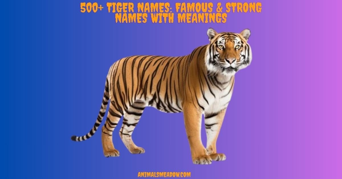 Tiger Names