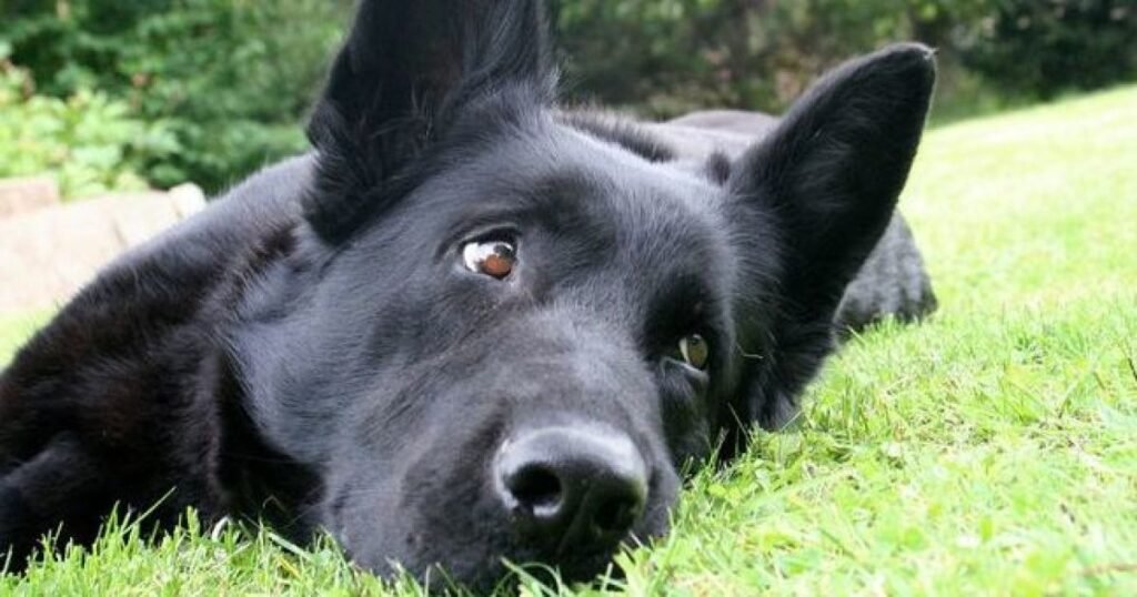 Top Popular Black Dog Names