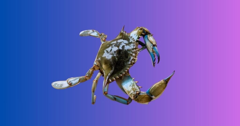 Unique Crab Names