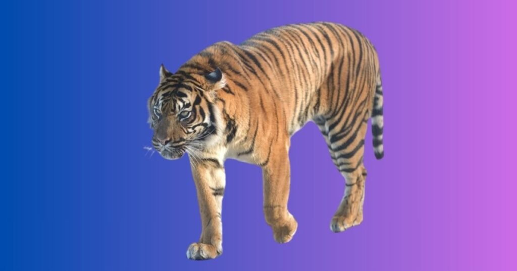 Unique or Rare Tiger Names