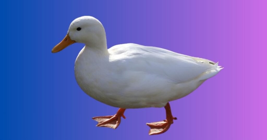 White Ducks