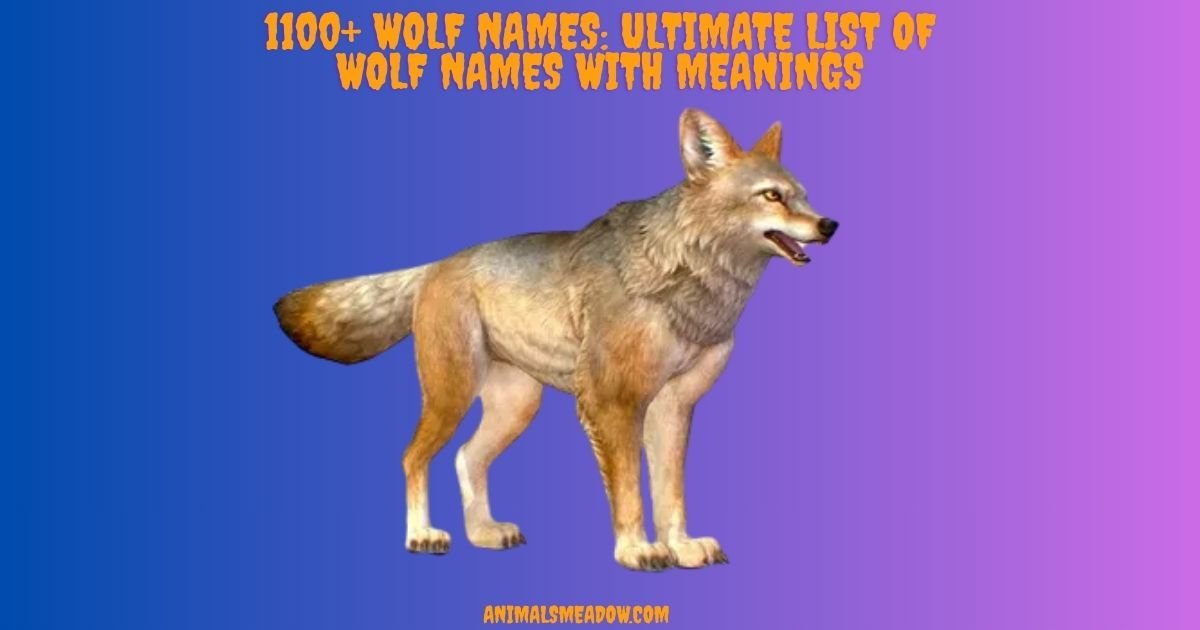 Wolf Names