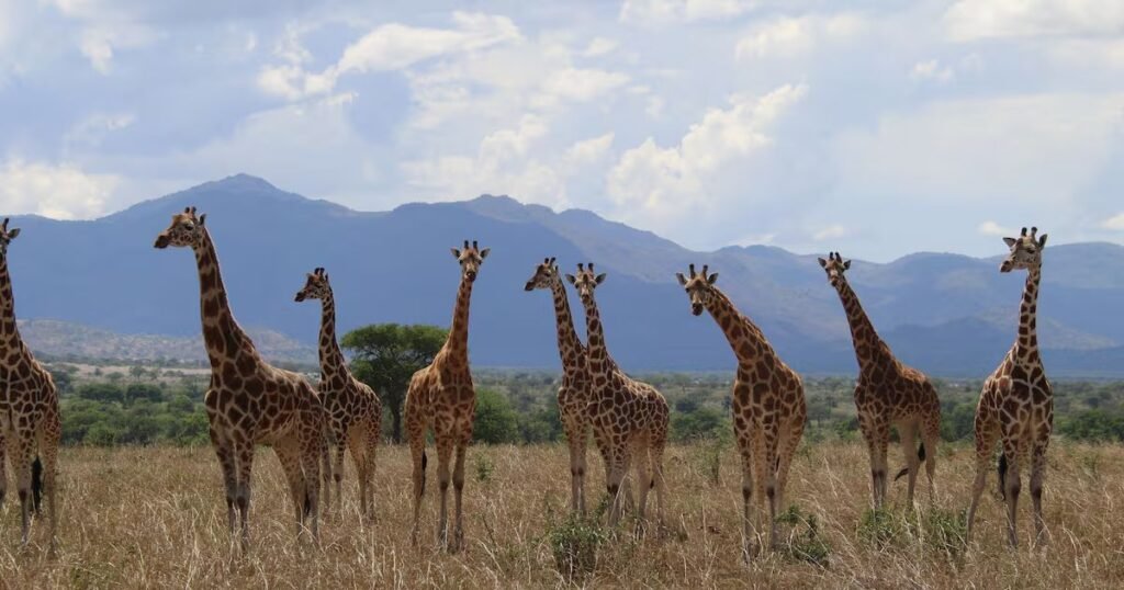 Mythological Giraffe Names