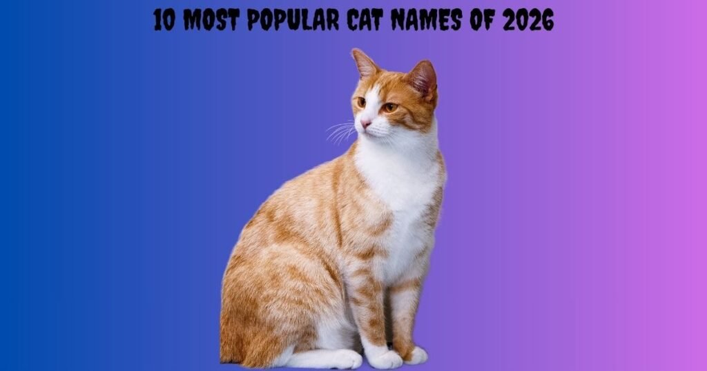 10 Most Popular Cat Names of 2026