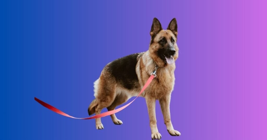 Best German Shepherd names