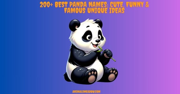 Panda Names