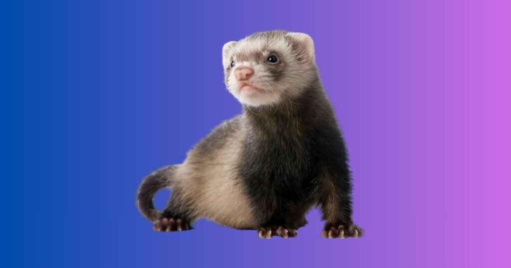 Ferret Names