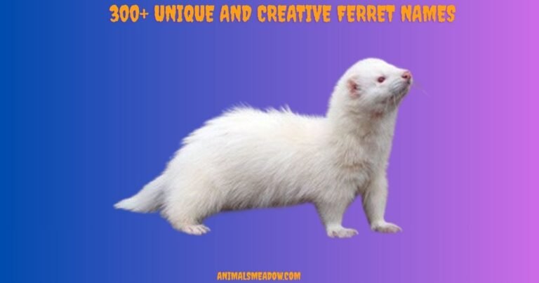 Ferret Names