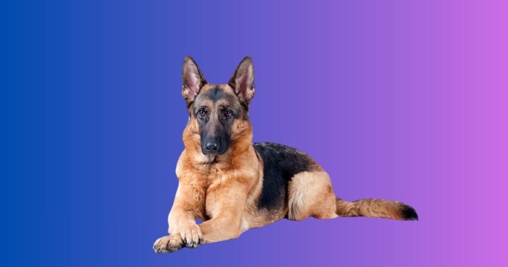 German Names for German Shepherds