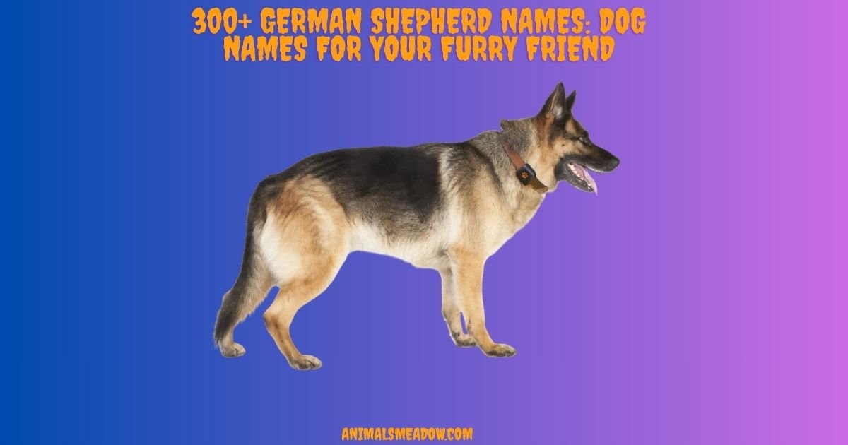 German Shepherd Names