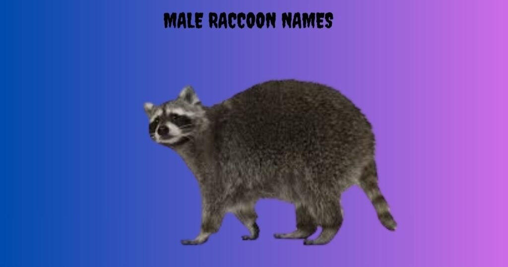 Male Raccoon Names