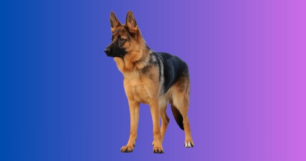 Military German Shepherd names
