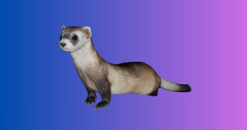 Names For a Pet With  Reputation For Theft