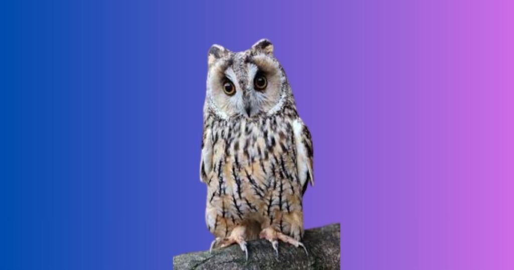 Names for a Fast Flyer