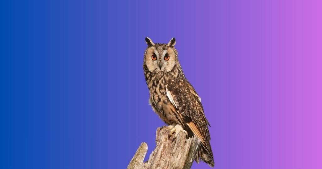 Names for a Laid-Back Owl