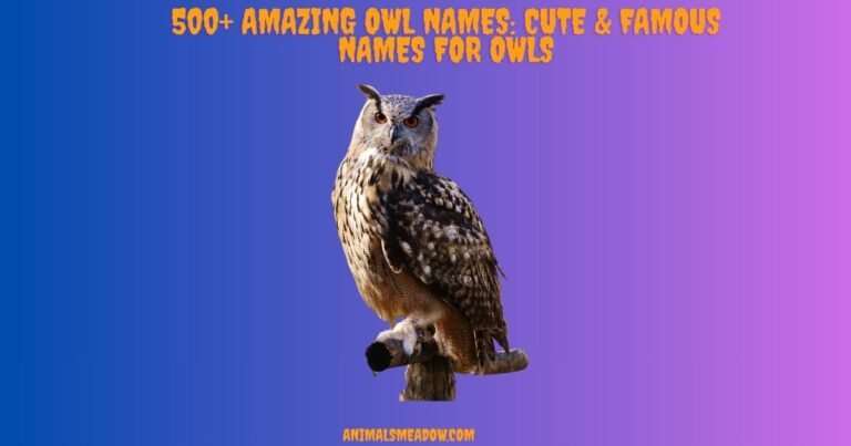 Owl Names