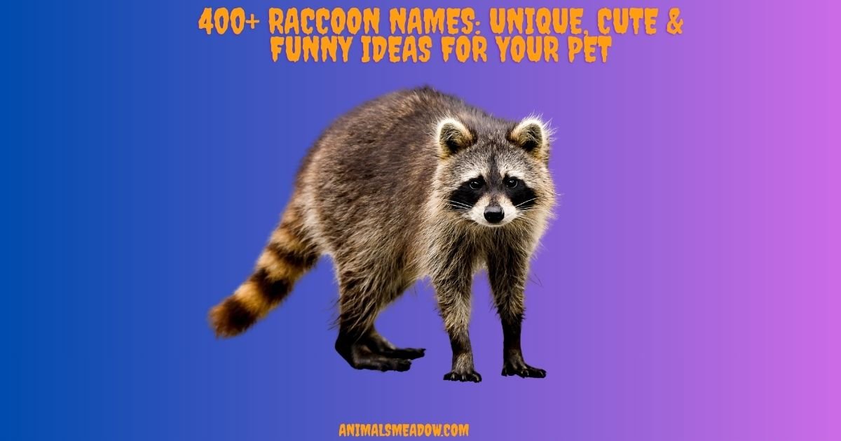 Raccoon Names