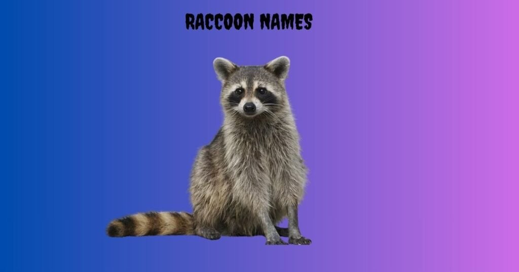 Raccoon Names