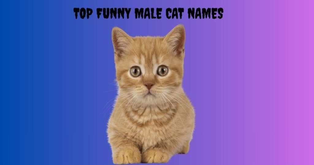 Top Funny Male Cat Names