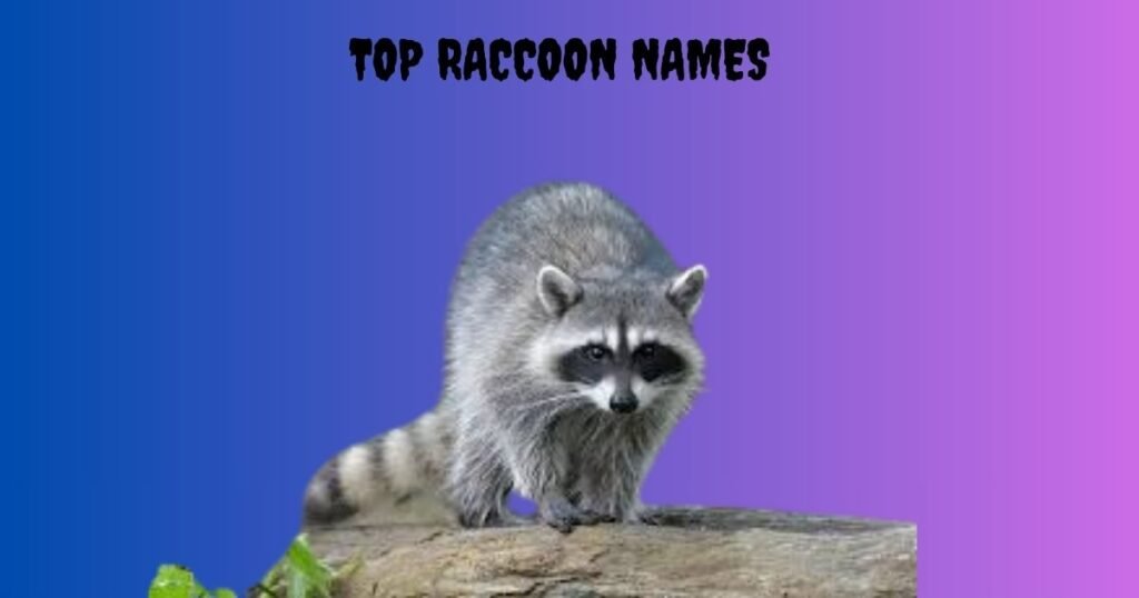 Top Raccoon Names