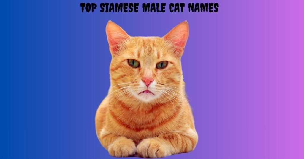 Top Siamese Male Cat Names