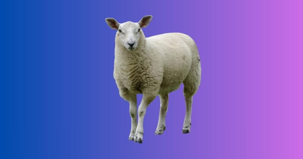 White Sheep Names